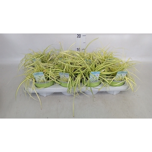 Carex hachijoensis 'Evergold'