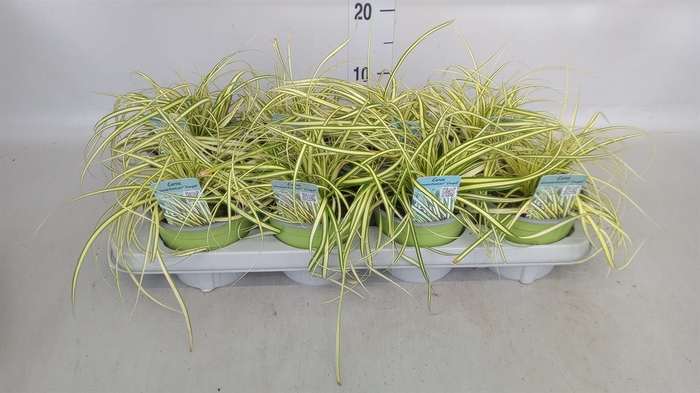 <h4>Carex hachijoensis 'Evergold'</h4>