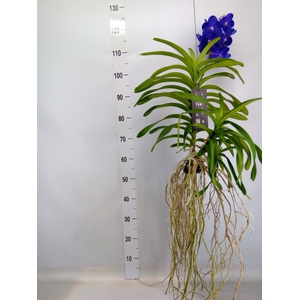 Vanda hybrids