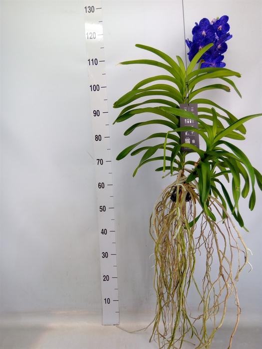 <h4>Vanda hybrids</h4>