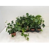 HEDERA WONDER P13