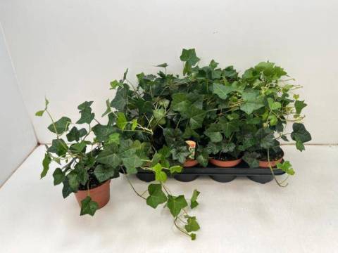 <h4>HEDERA HIBERNICA P13</h4>