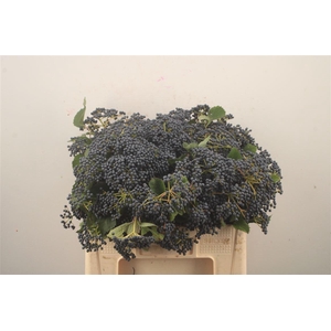 Viburnum  'Dark Blue Hermania'
