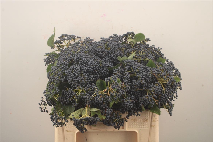 <h4>Viburnum 'Dark Blue Hermania'</h4>