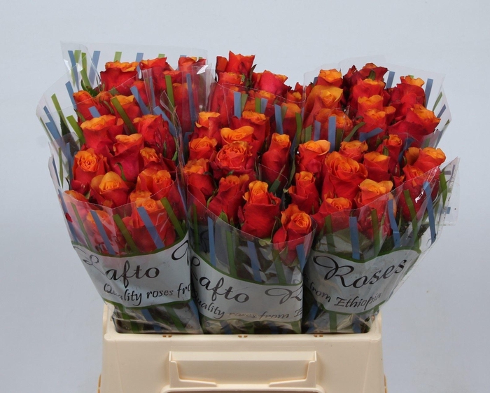 <h4>R GR ESPANA@</h4>