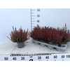CALLU BL SANNE