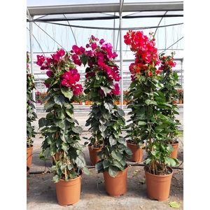 Bougainvillea overig