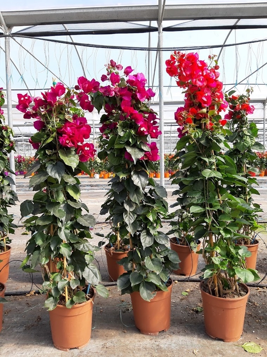 <h4>Bougainvillea overig</h4>