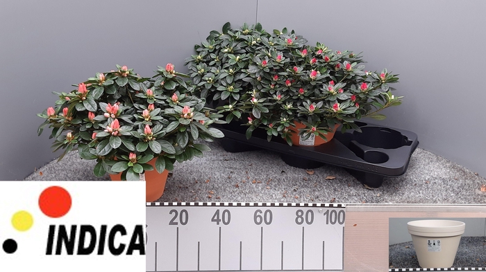 <h4>RHODO SI GEM 3 SRT</h4>