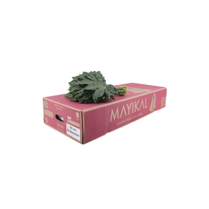 Aralia 35cm