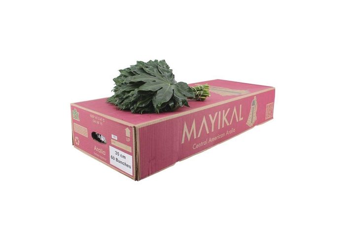 <h4>Aralia 35cm</h4>