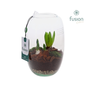 Green Bottle Isabella Small met Bollen mix