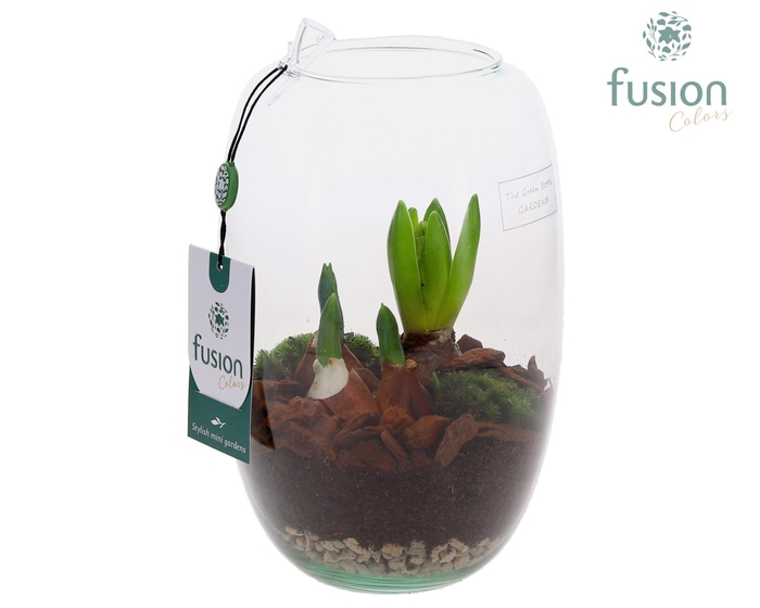 <h4>Green Bottle Isabella Small met Bollen mix</h4>