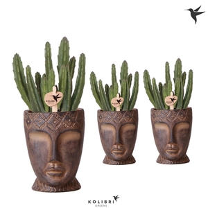 Kolibri Greens Stapelia Leendertziae in Totem Mask pot