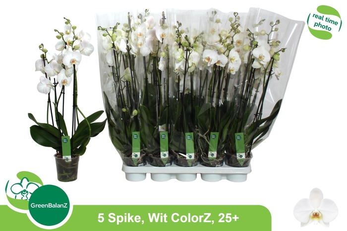 <h4>PHAL OV WIT</h4>