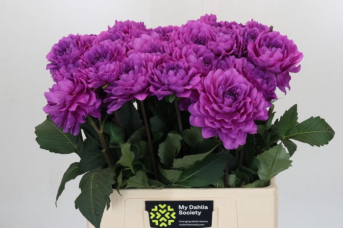 <h4>Dahlia Karma Lagoon</h4>