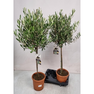.Olea europaea