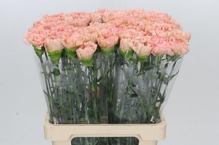 <h4>Dianthus St Lege Marrone</h4>