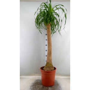 Beaucarnea recurvata