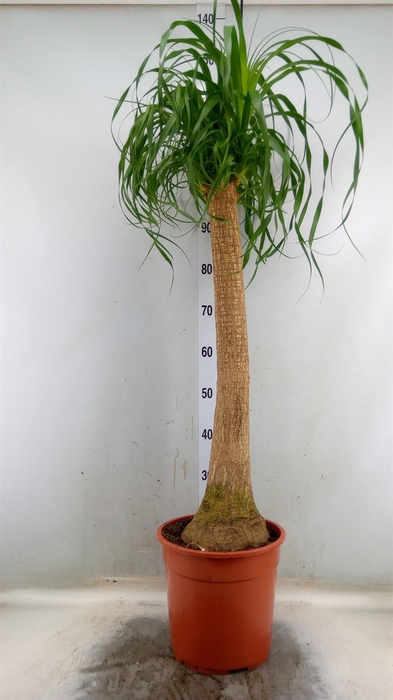 <h4>Beaucarnea recurvata</h4>