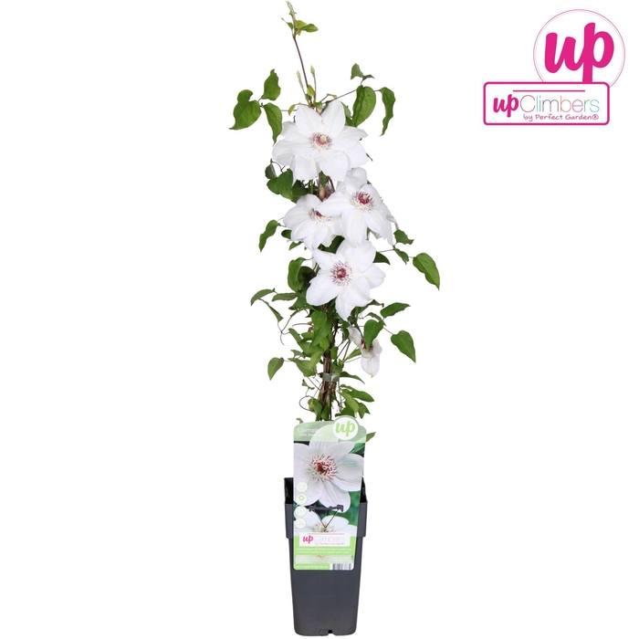 <h4>Clematis Miss Bateman</h4>