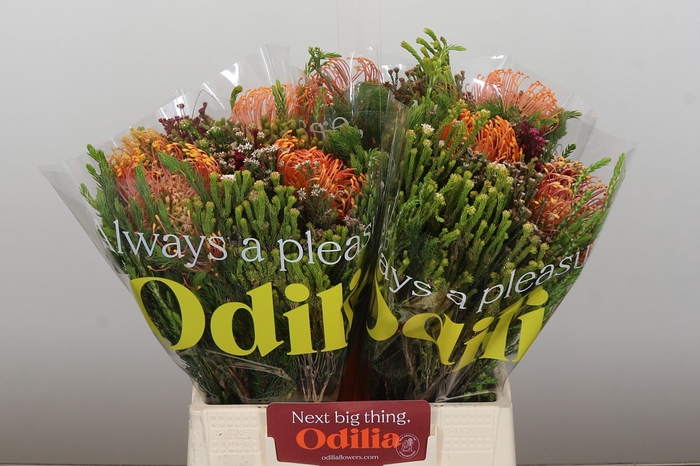 <h4>BQ Nutans 2 Flower</h4>