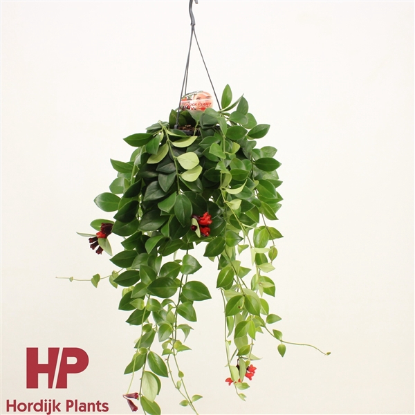 <h4>Aeschynanthus 'Mona Lisa'; bloeiend</h4>