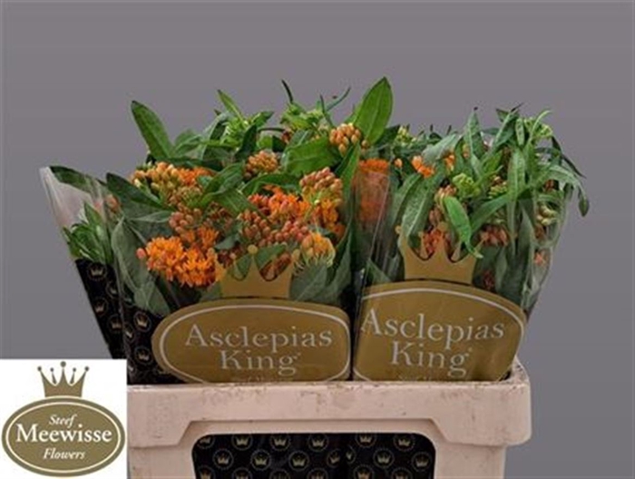 <h4>Ascl Tuberosa</h4>