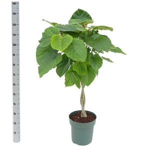FIC UMBELLATA