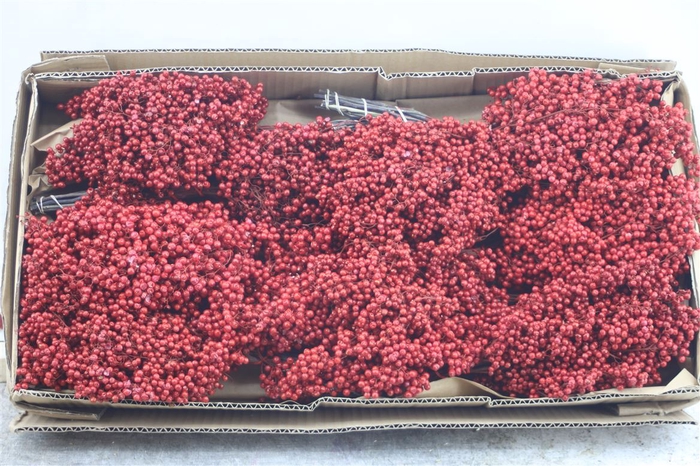 <h4>Pepperberry Red</h4>