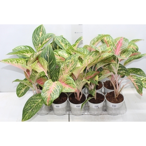 AGLAONEMA COCOMELON P12