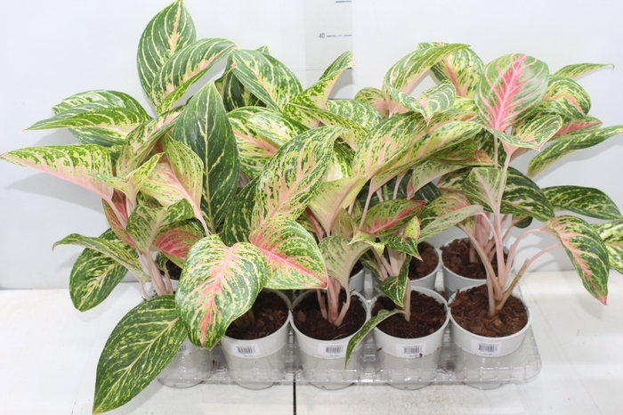 AGLAONEMA COCOMELON P12