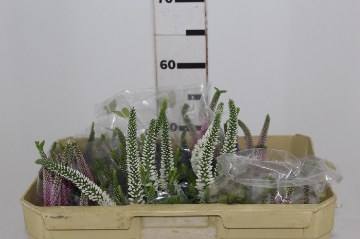 <h4>VERONICA 050 CM VARIADO</h4>