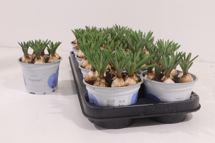 <h4>MUSCAR ARMENIACUM</h4>