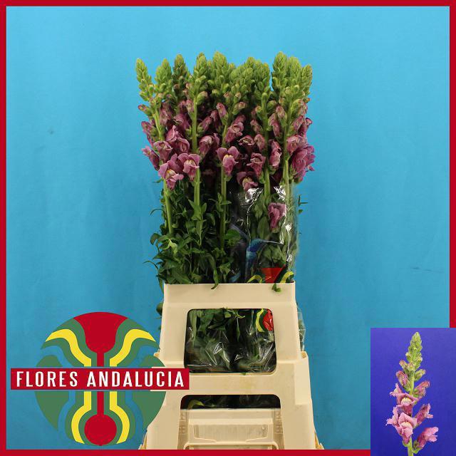 <h4>ANTIR POTO LAVEND</h4>