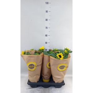 Helianthus an. 'Sunsation'