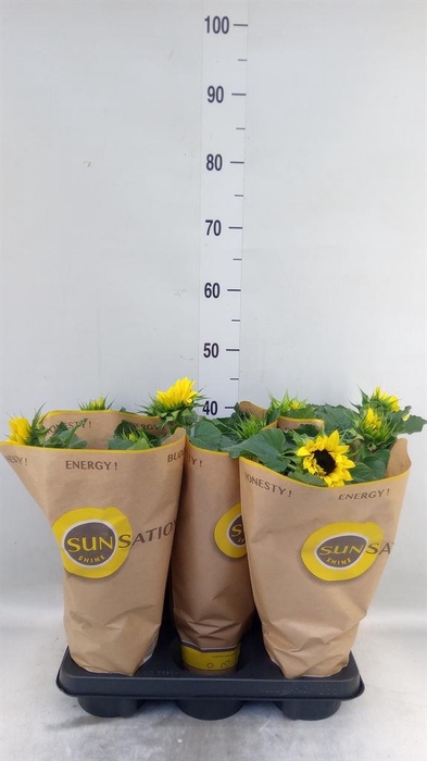 <h4>Helianthus an. 'Sunsation'</h4>