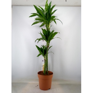 Dracaena frag. 'Janet Craig'