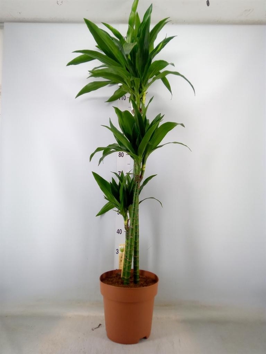 <h4>Dracaena frag. 'Janet Craig'</h4>