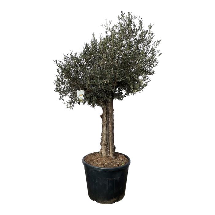 <h4>Olea Europaea Stam</h4>