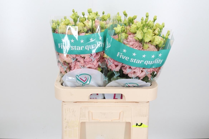 <h4>Eus G Alissa Peach</h4>