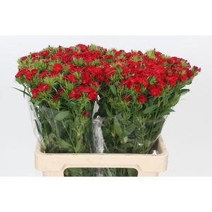 Dianthus Br Red Baron