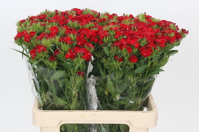 <h4>Dianthus Br Red Baron</h4>