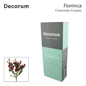 ALST FL CHARME PURPLEX Jong gewas (box)