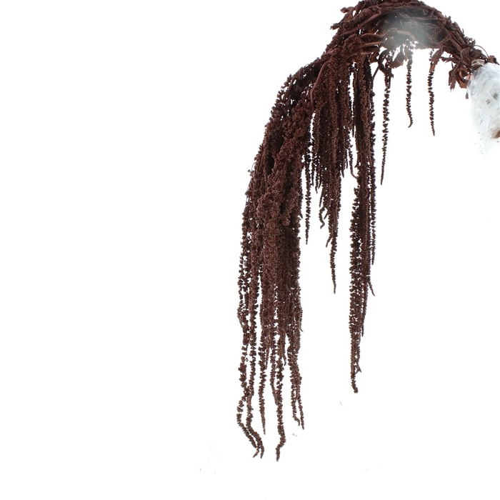 <h4>Pres Amaranthus Bleached Brown</h4>