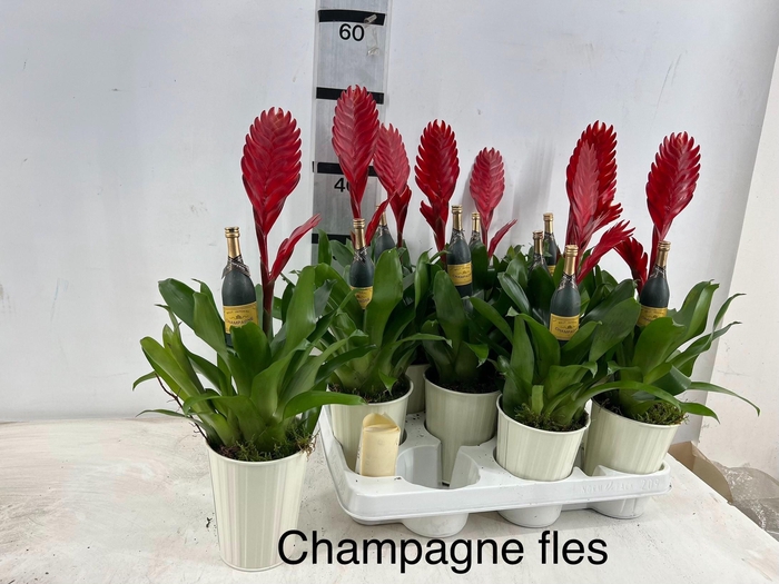 <h4>ARR PL IN SCHAAL</h4>