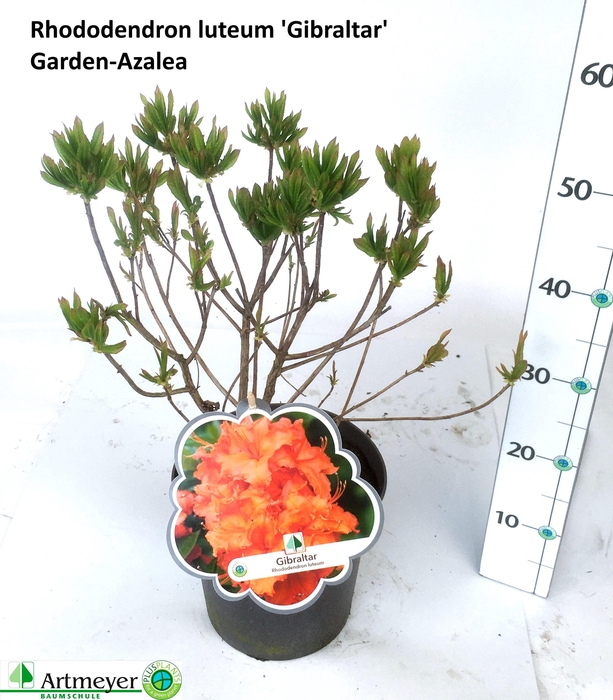 <h4>RHOD LUTEUM</h4>