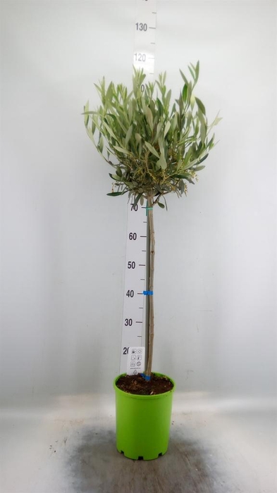 <h4>Olea europaea</h4>
