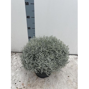 LEUCOPH BROWNII
