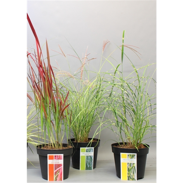 <h4>Siergrassenmix najaar</h4>
